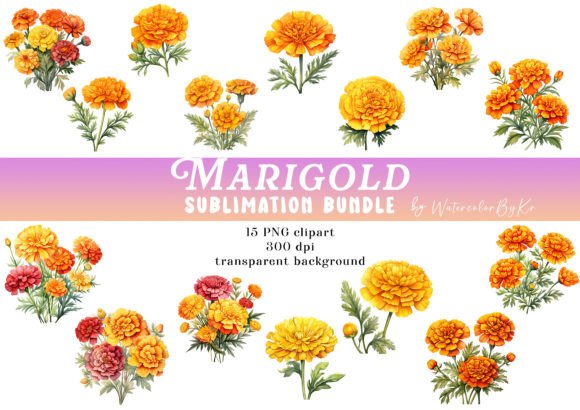 Download Watercolor Marigol Flower Bundle Clipart - Flower bundle Collection